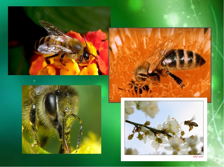 Общественные насекомые 