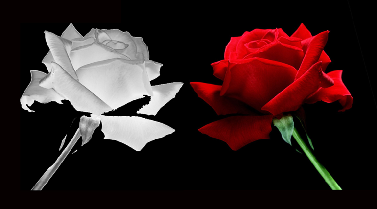 История белой розы