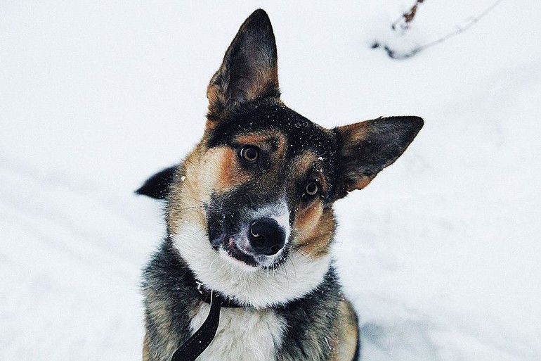  «Моя собака»