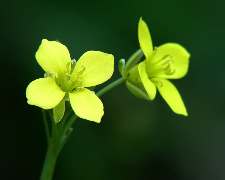 Описание и основные признаки семейства крестоцветных