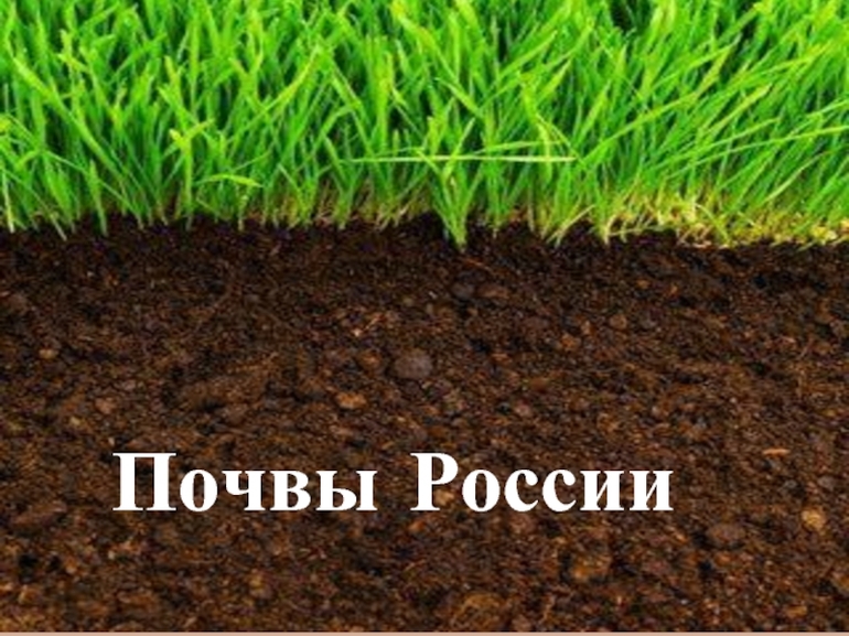 Почвы россии географическое положение