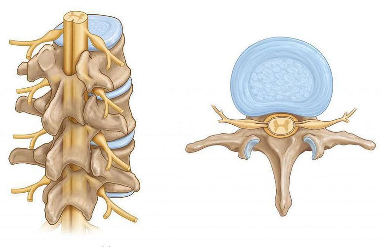 Строение спинного мозга
