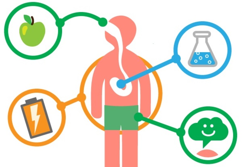 Обмен веществ и энергии у человека