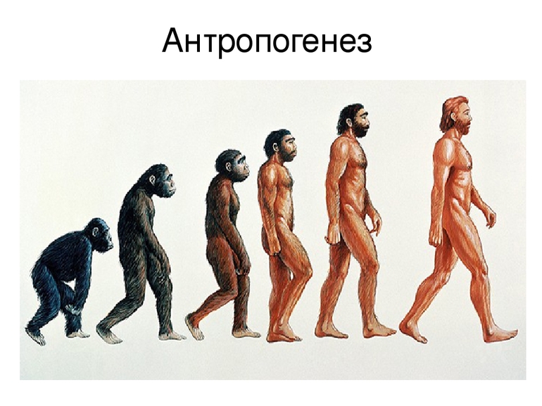 Этапы антропогенеза