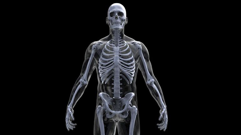 Кости отделов скелета человека