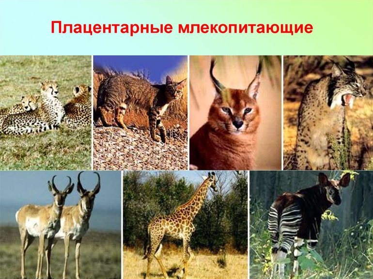 Характерные особенности и примеры плацентарных млекопитающих