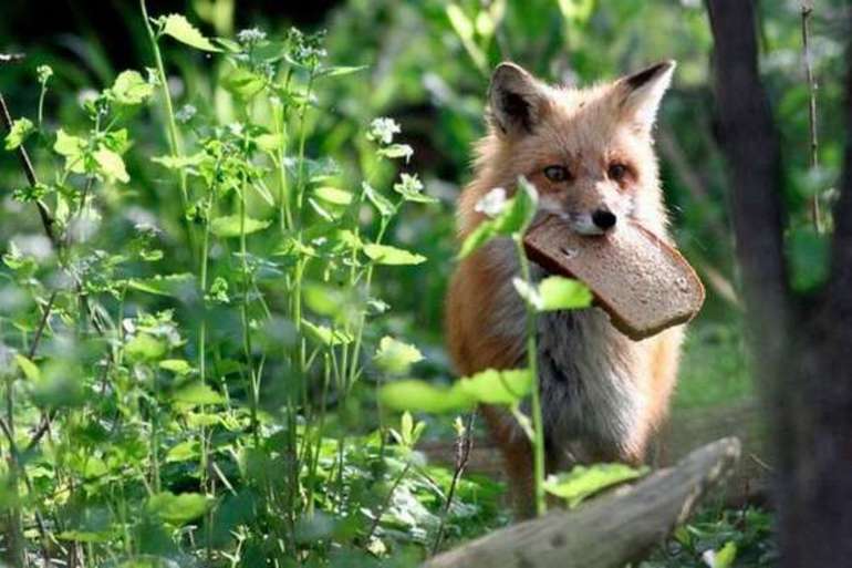 Лисичкин хлеб