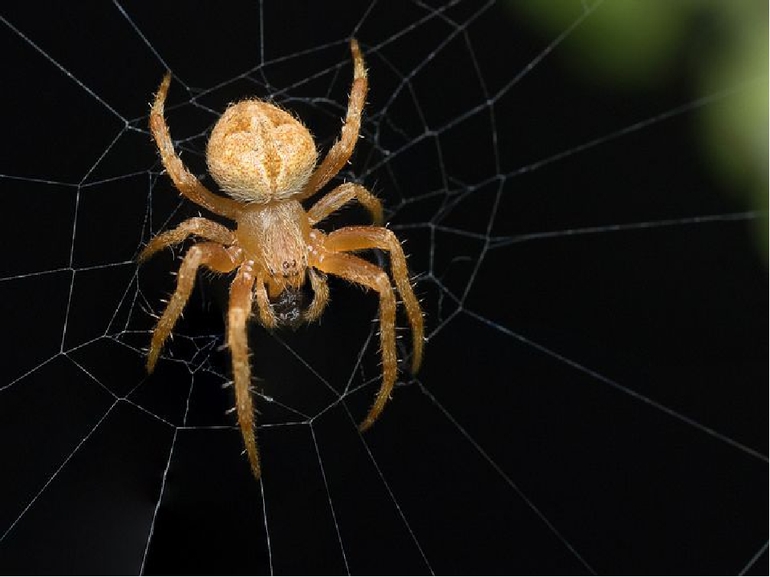 Класс Паукообразных 