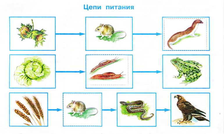 Цепи питания животных 3 класс окружающий мир