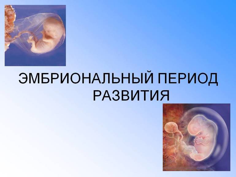 Эмбриональный период развития 