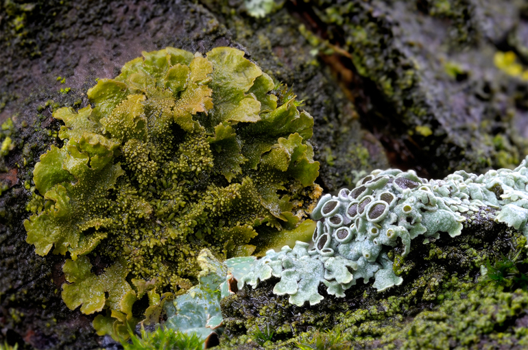 Значение разных типов лишайников 