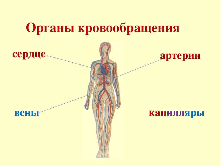 Кровообращение это