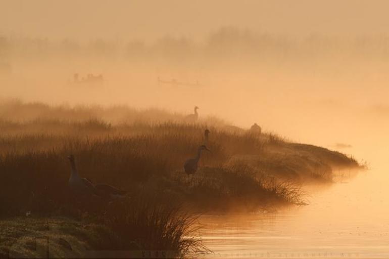 Шепот робкое дыханье читать