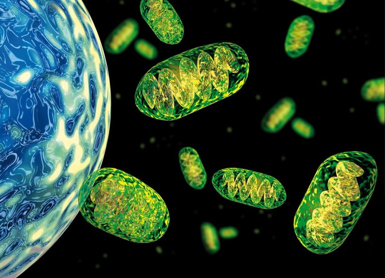 Органоиды Митохондрии 