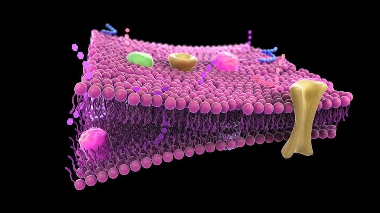 Плазматическая мембрана функции