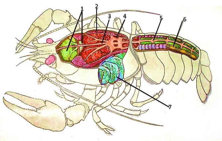Строение речного рака