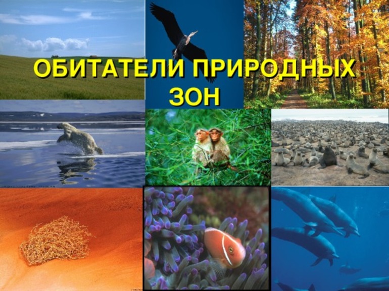 Животные в разных природных зонах 
