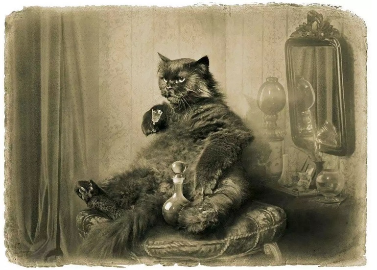 Кот из мастера и маргариты