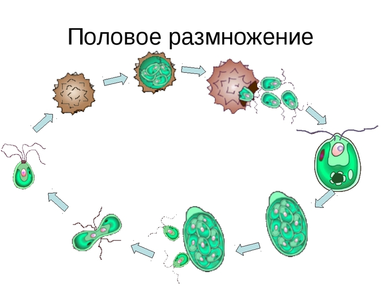 Половое размножение виды