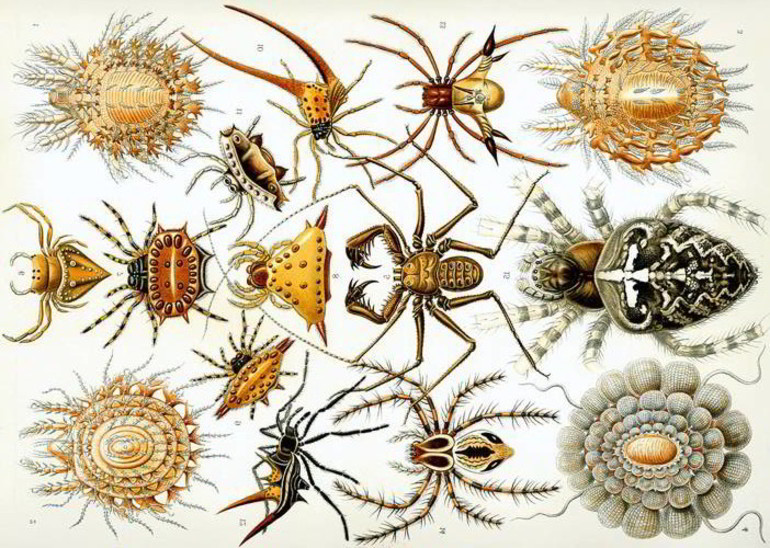 Отличительные признаки паукообразных