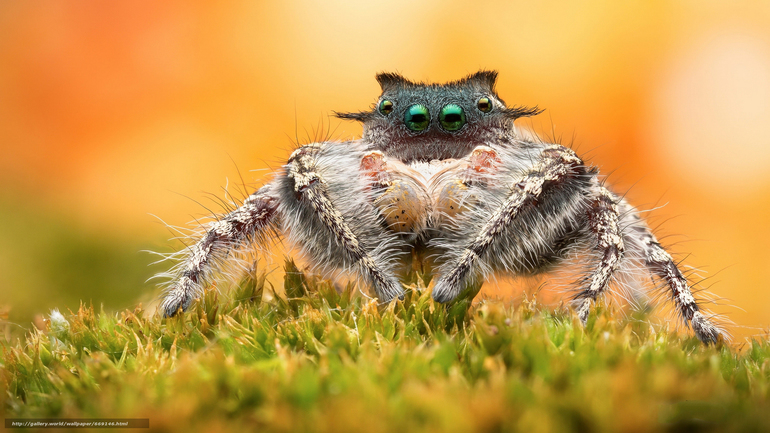 Интересные факты о паукообразных