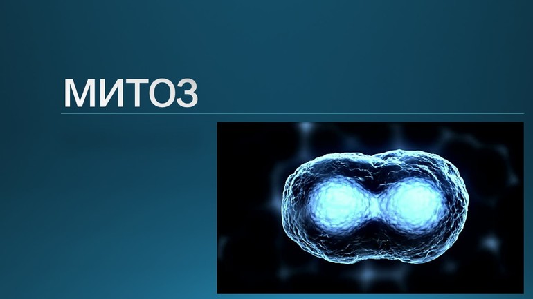 Биологическое значение митоза