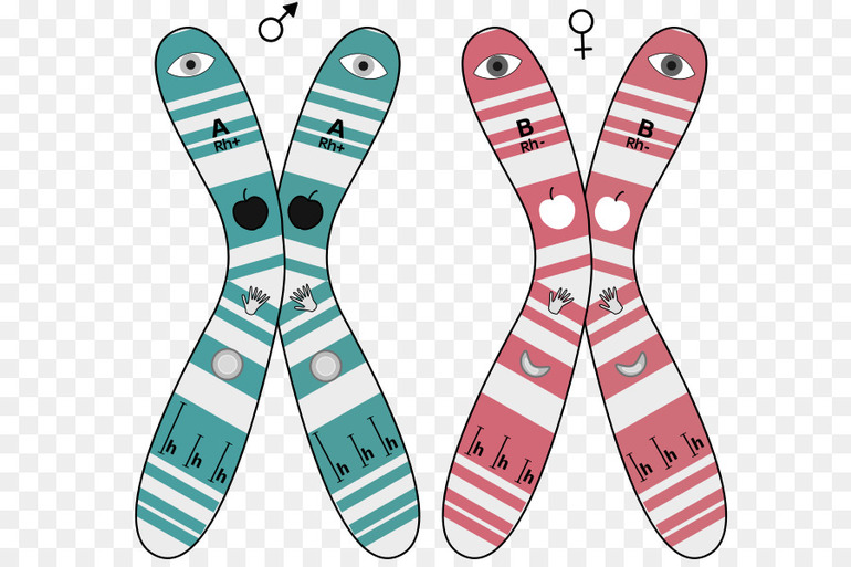 Неполный тип доминирования