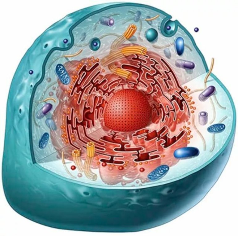 Клетка живого организма