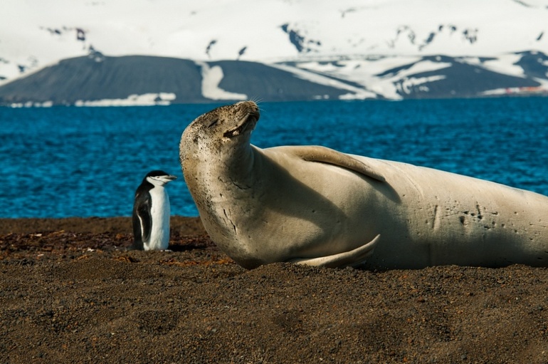 Какие животные живут в антарктиде
