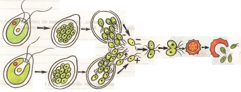 Цветковая группа