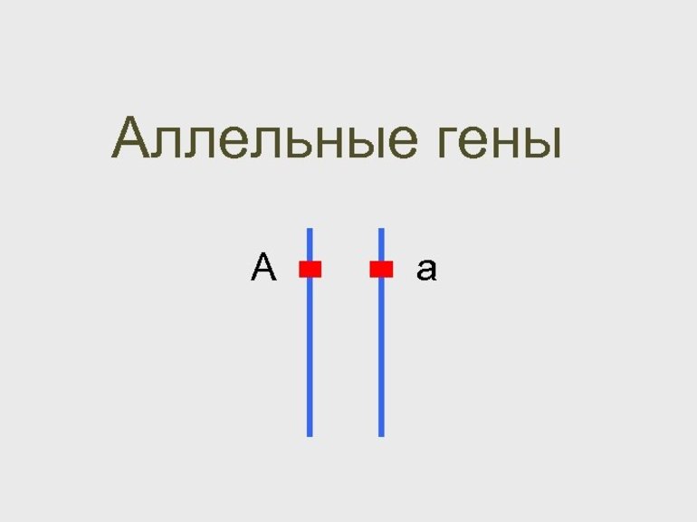 Аллельные гены