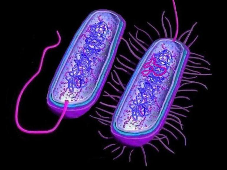 Все прокариотические и эукариотические клетки имеют жгутики