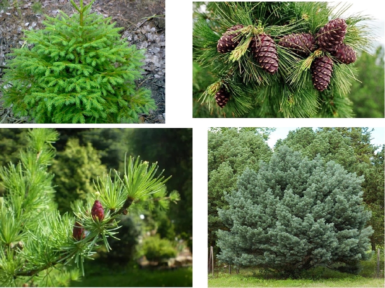 Голосеменные растения в природе