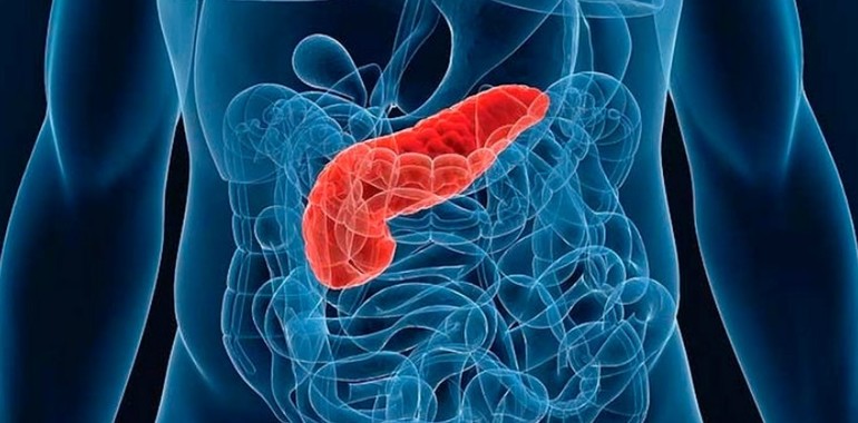 Поджелудочная железа