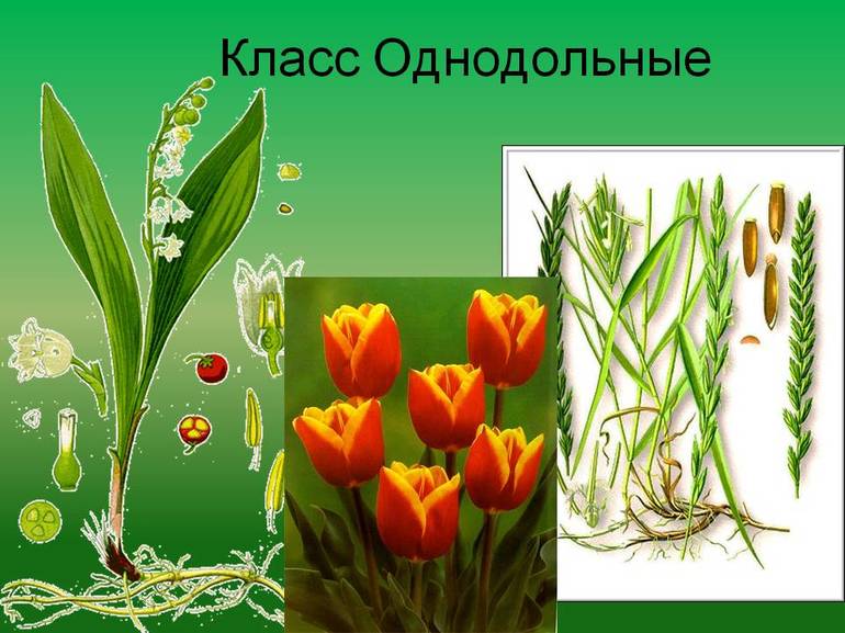 Класс однодольные