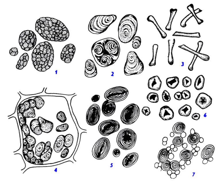 Клеточные включения функции