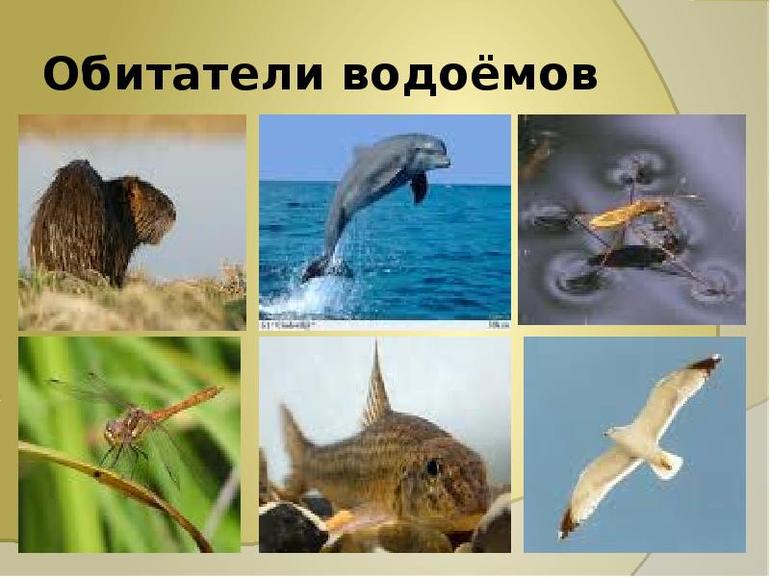 Обитатели соленых и пресных водоемов 