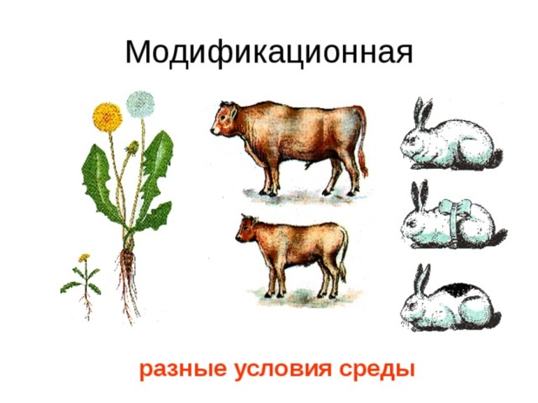 Модификационная изменчивость