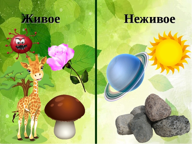 Живая и неживая природа примеры (окружающий мир 1 класс) 