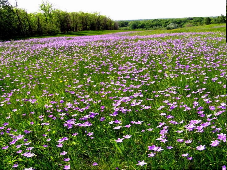 Что такое луг