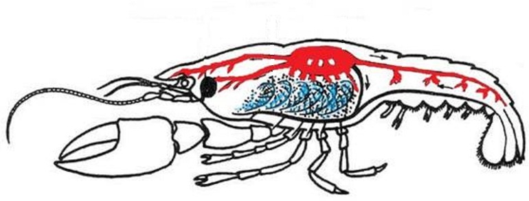 Кровеносная система членистоногих