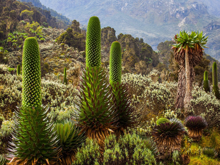 Растительный мир африки