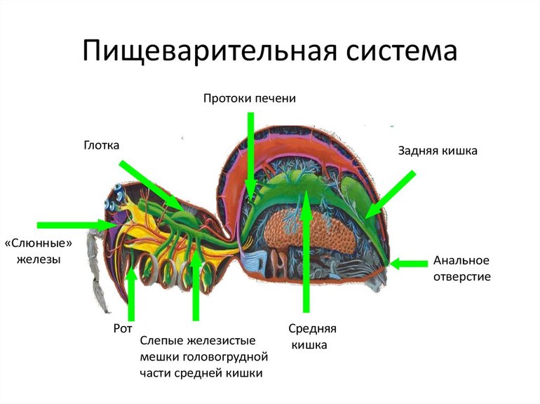 Пищеварительная система у паукообразных