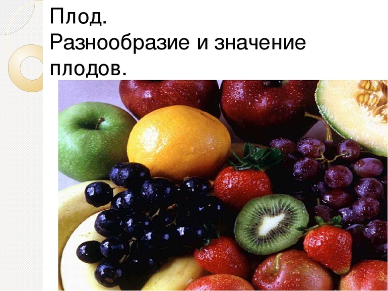 Плод классификация разнообразие