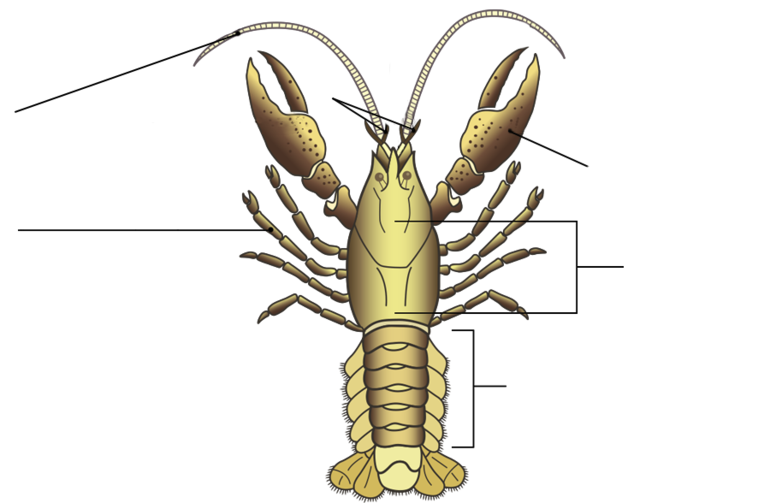 Отделы тела речного рака