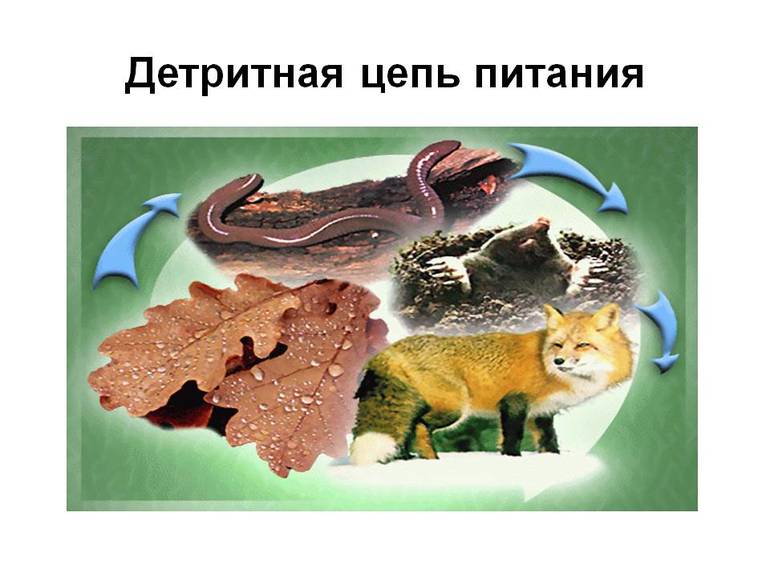 Детритная пищевая цепь