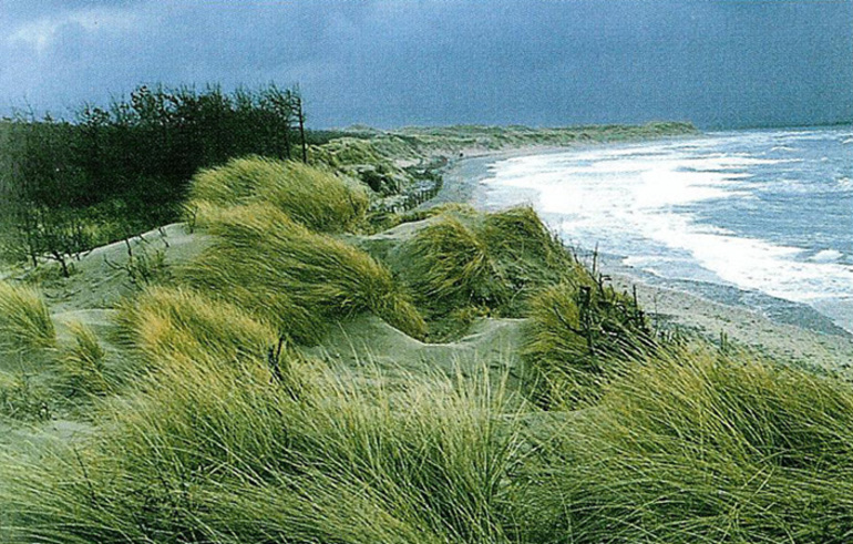 Экологическая сукцессия