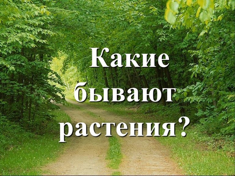 Какие бывают растения