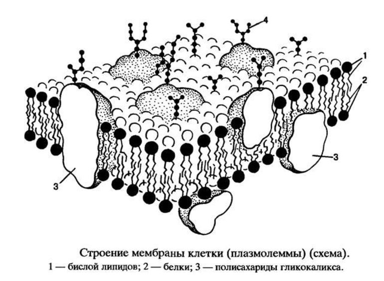 Клеточная мембрана 