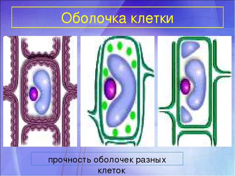 Клеточная мембрана схема